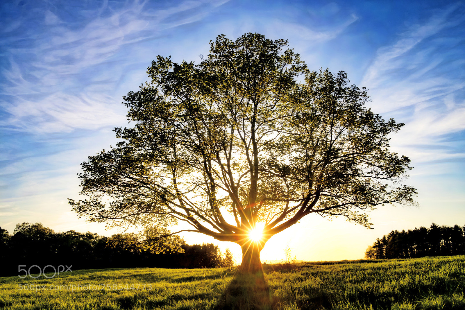 Fujifilm X-T1 sample photo. Glorious tree photography