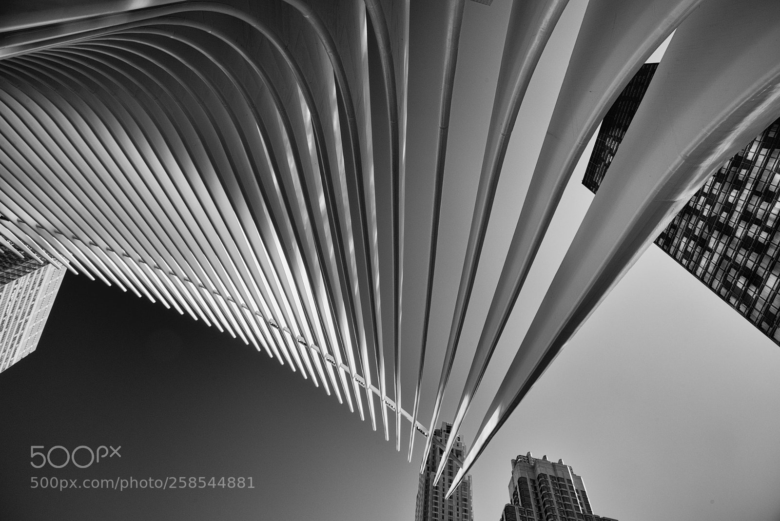 Nikon D810 sample photo. The oculus photography