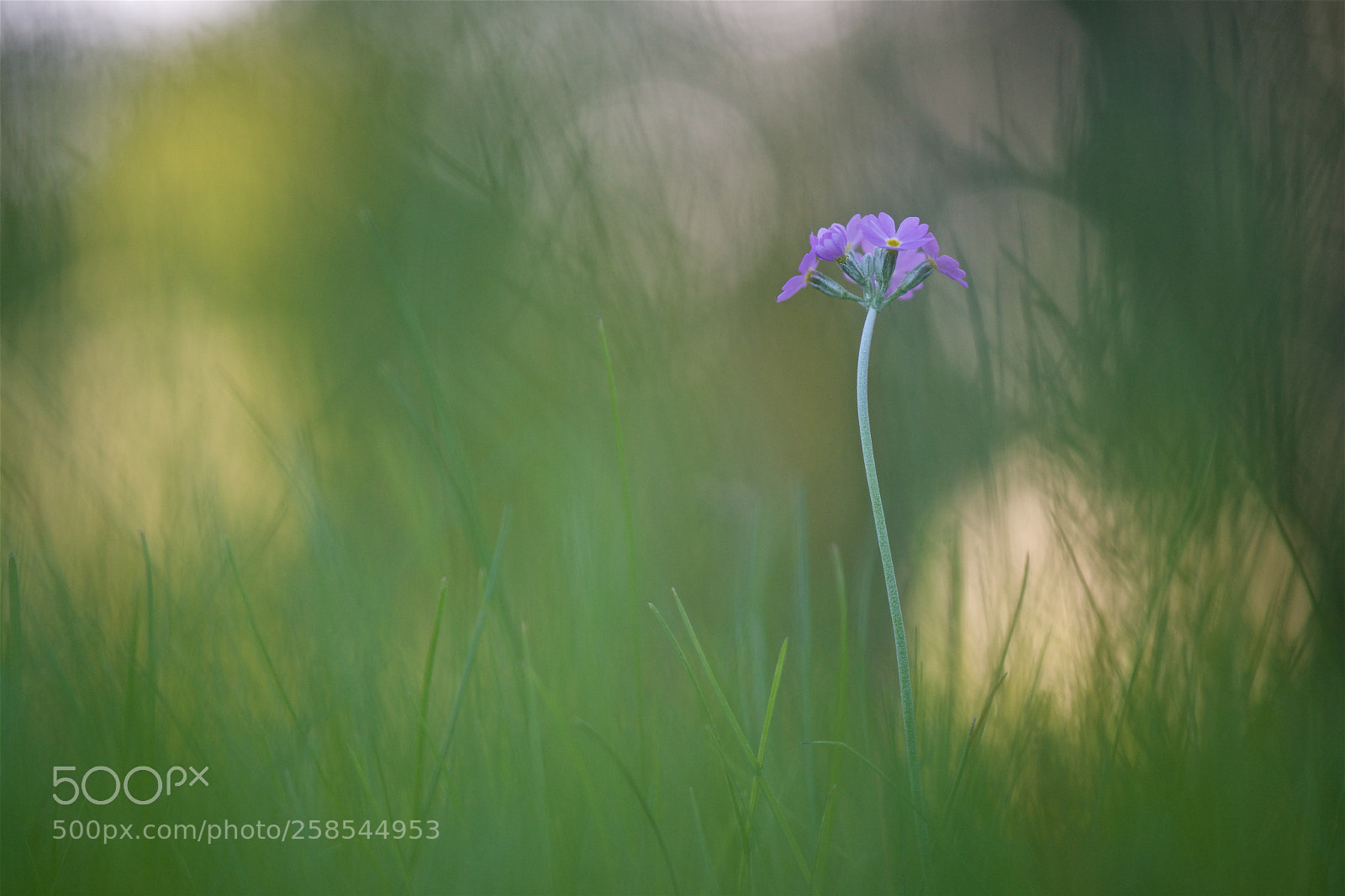 Nikon D810 sample photo. So lonely. photography