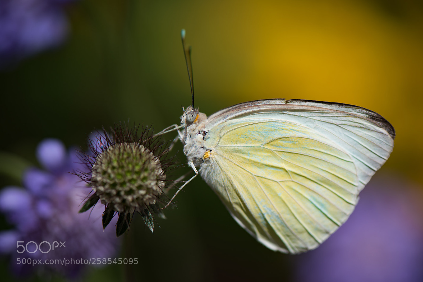 Nikon D810 sample photo. Yellow and purple photography