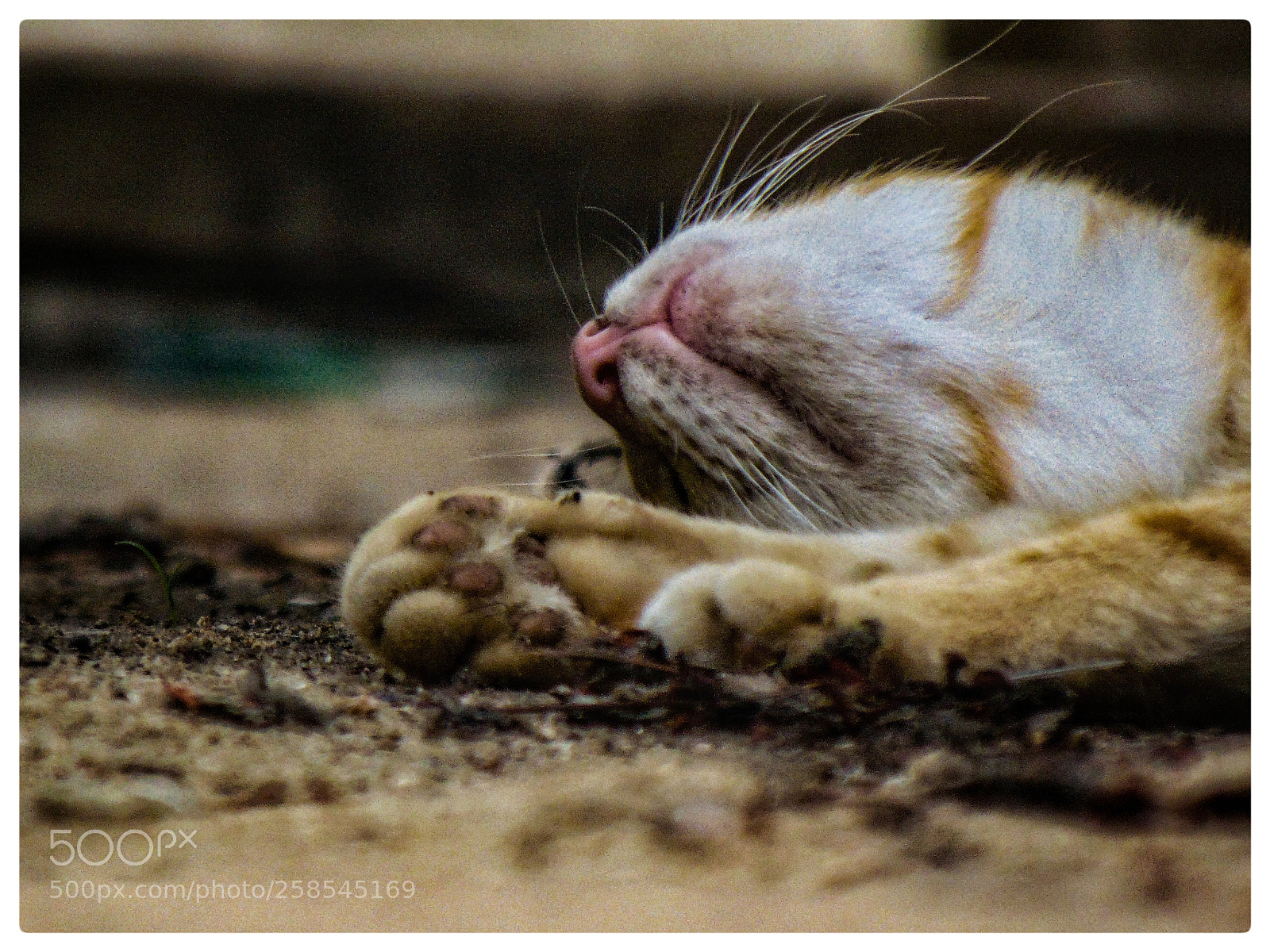 Sony Cyber-shot DSC-H300 sample photo. Cats. photography
