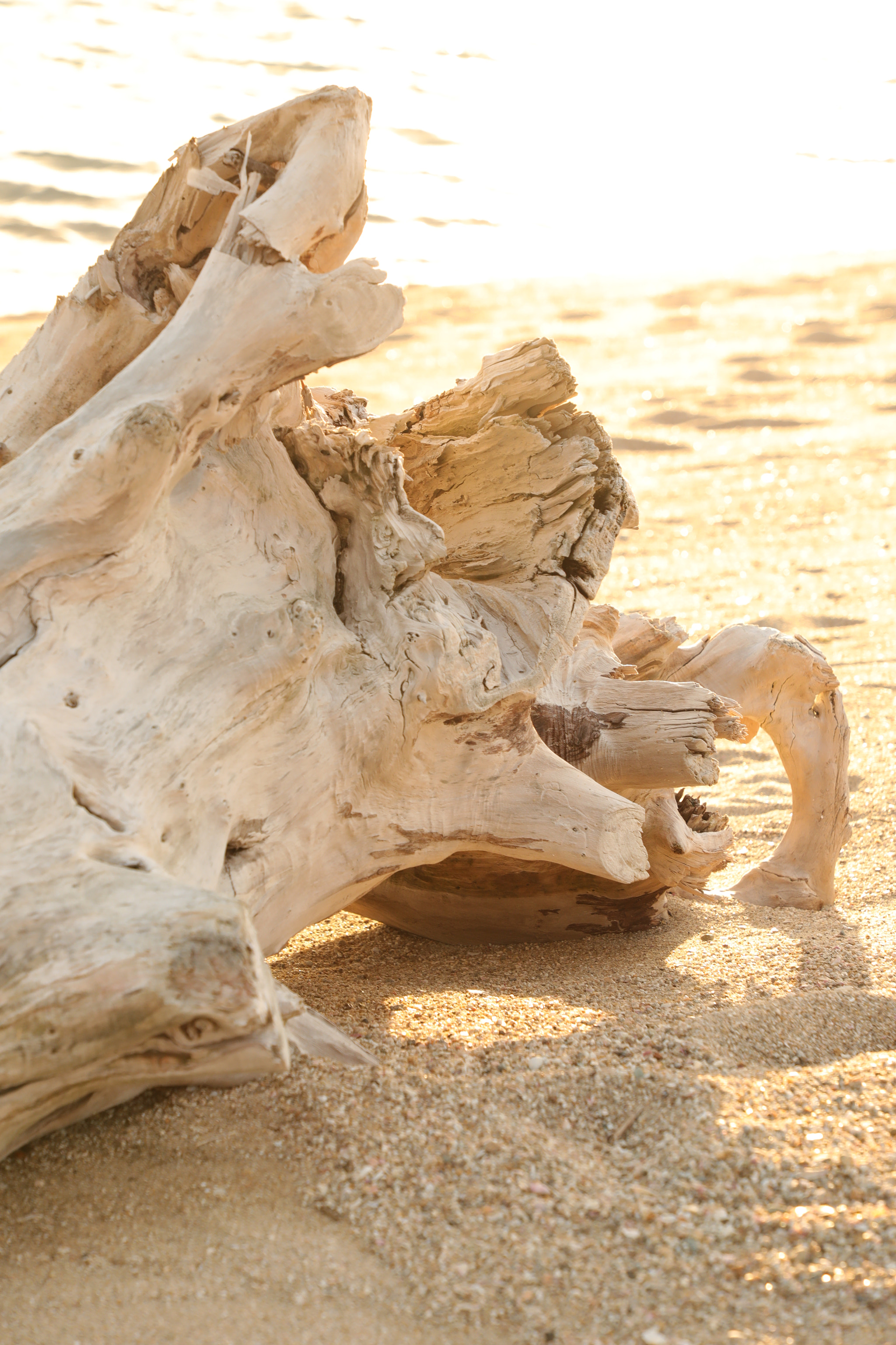 Canon EF 24-105mm F4L IS II USM sample photo. "流木" photography