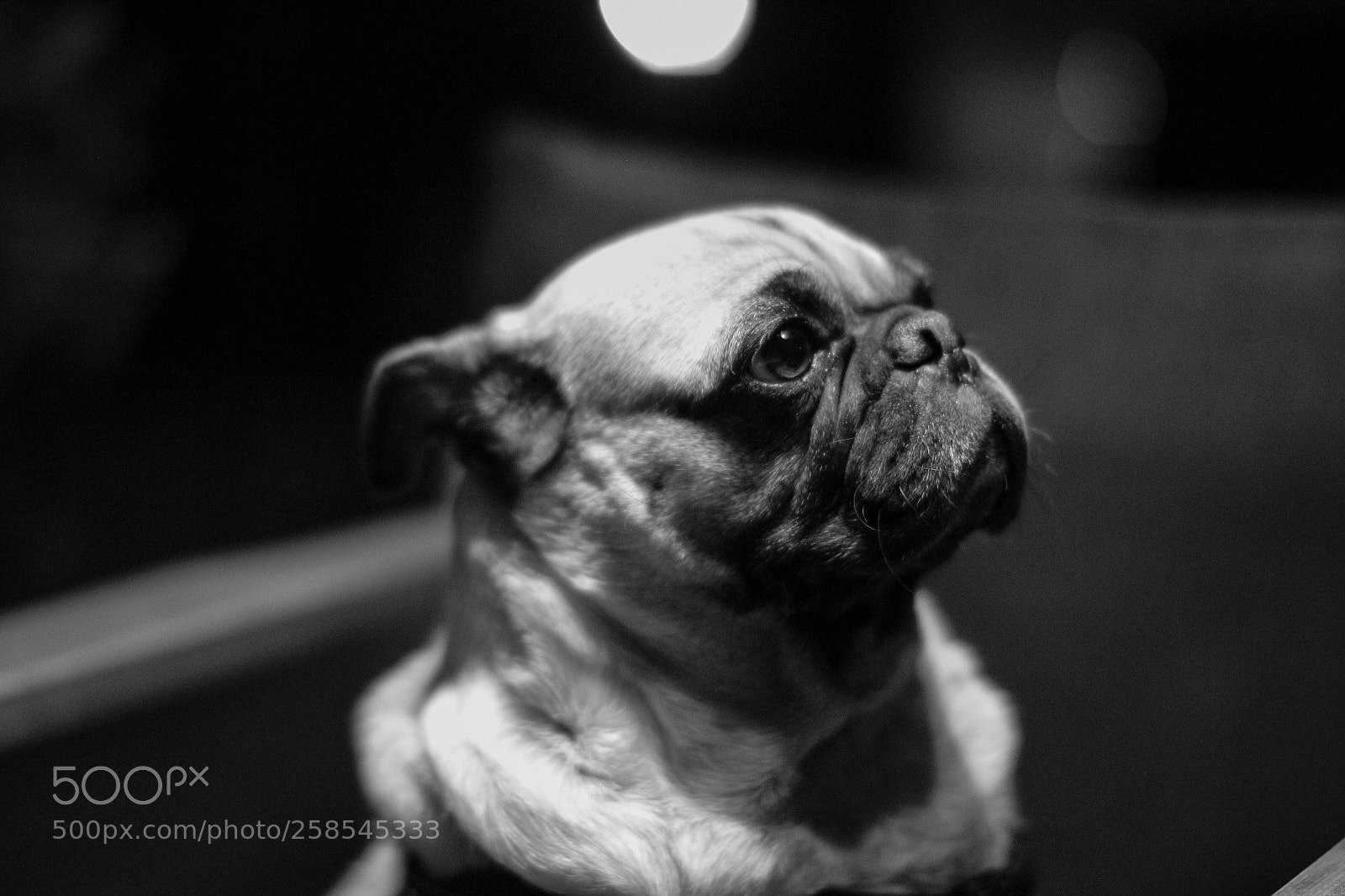 Canon EOS 600D (Rebel EOS T3i / EOS Kiss X5) sample photo. Franco the pug  photography