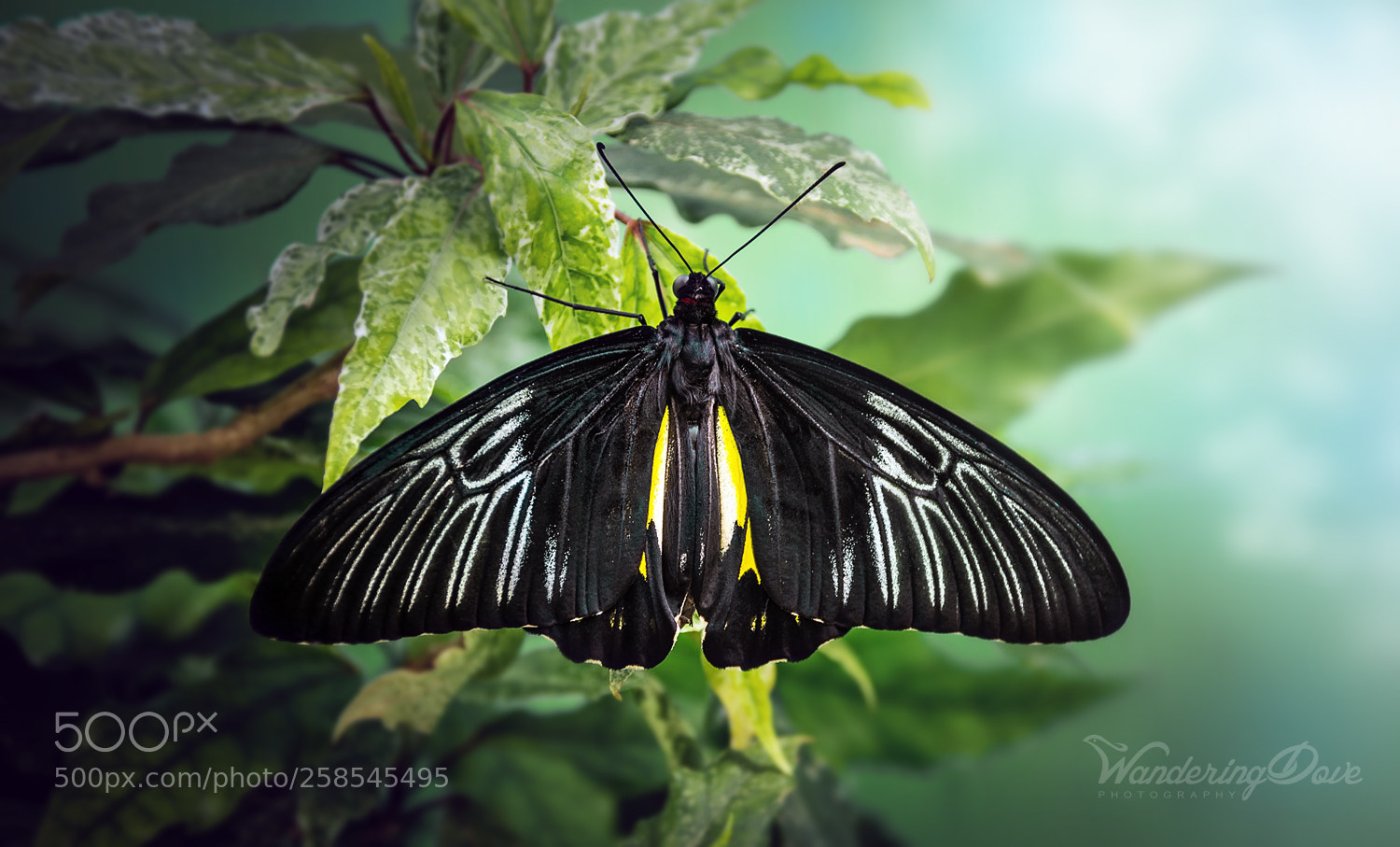 Nikon D3200 sample photo. Resting in shade photography