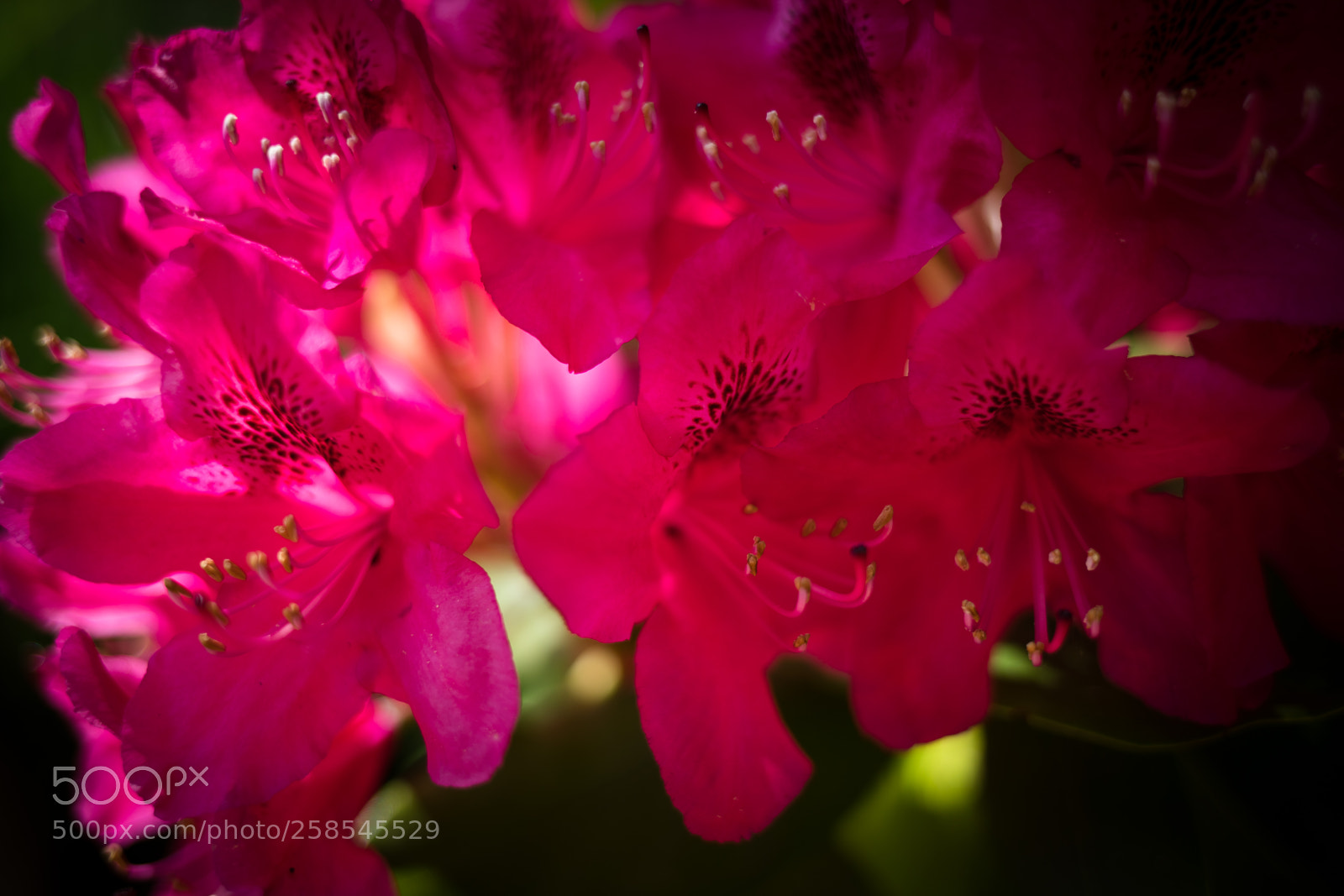 Canon EOS 6D Mark II sample photo. 73706.jpg photography