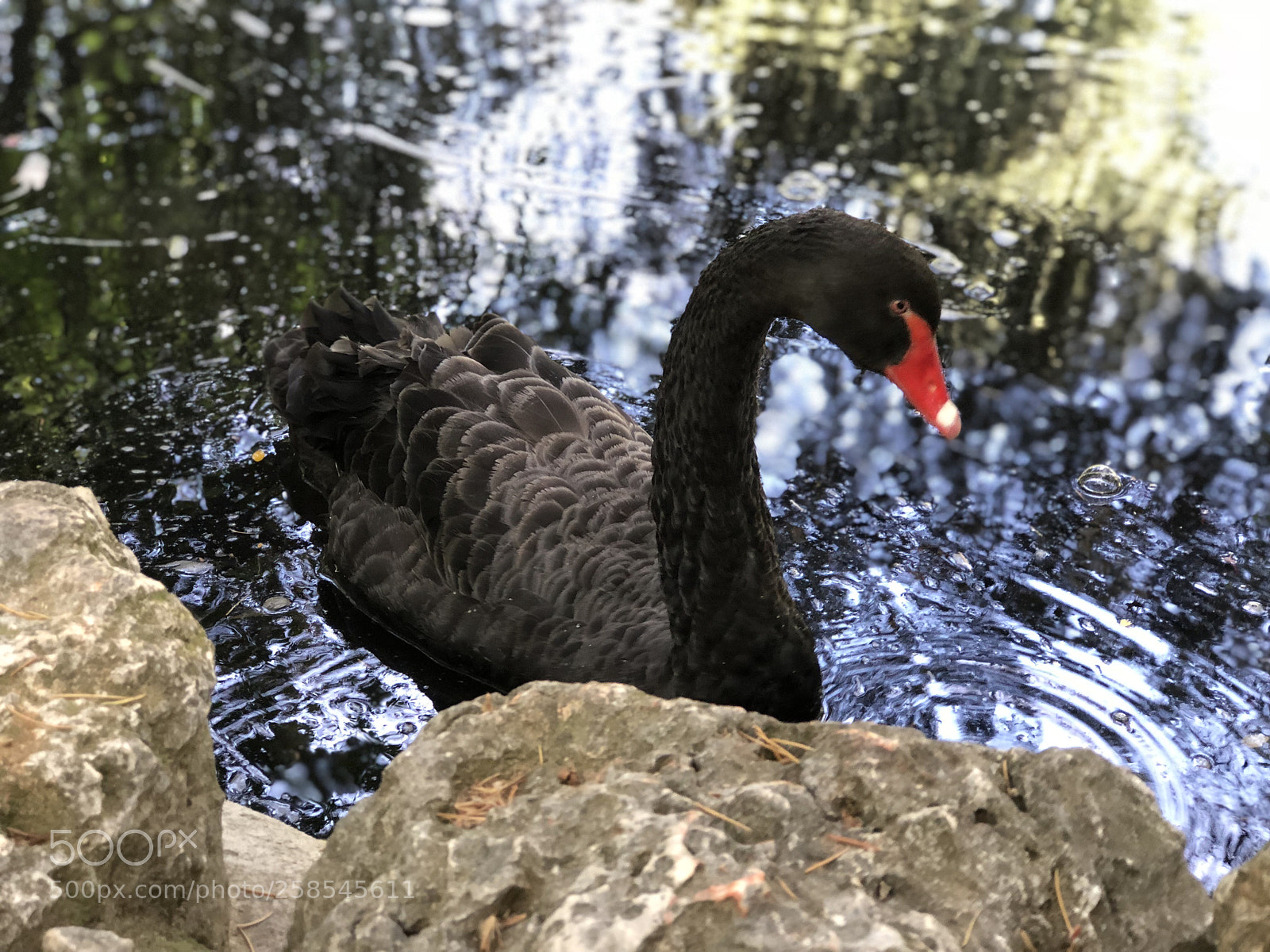 Apple iPhone 8 Plus sample photo. Cisne negro photography