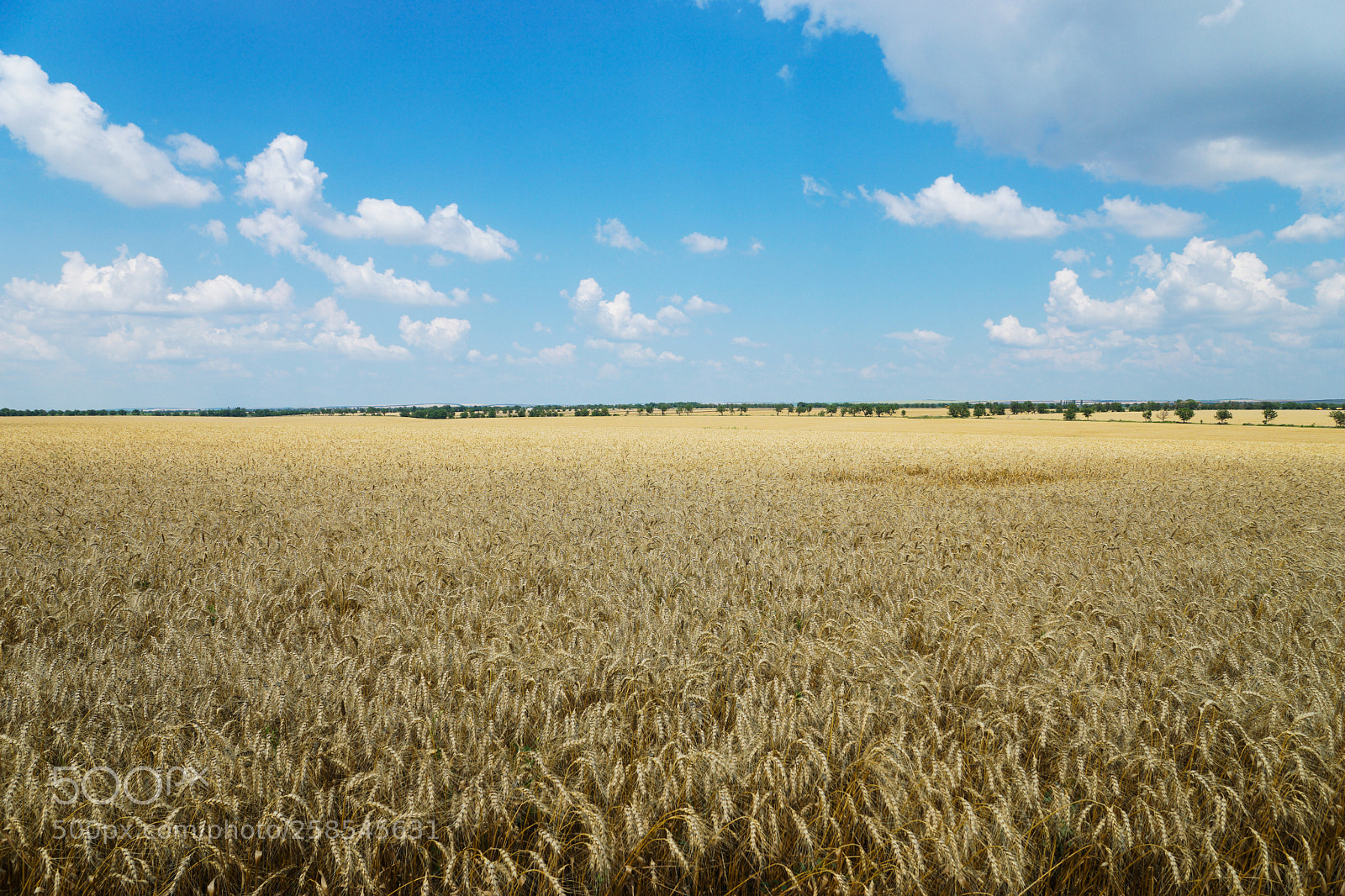 Sony ILCA-77M2 sample photo. Field of rye at photography