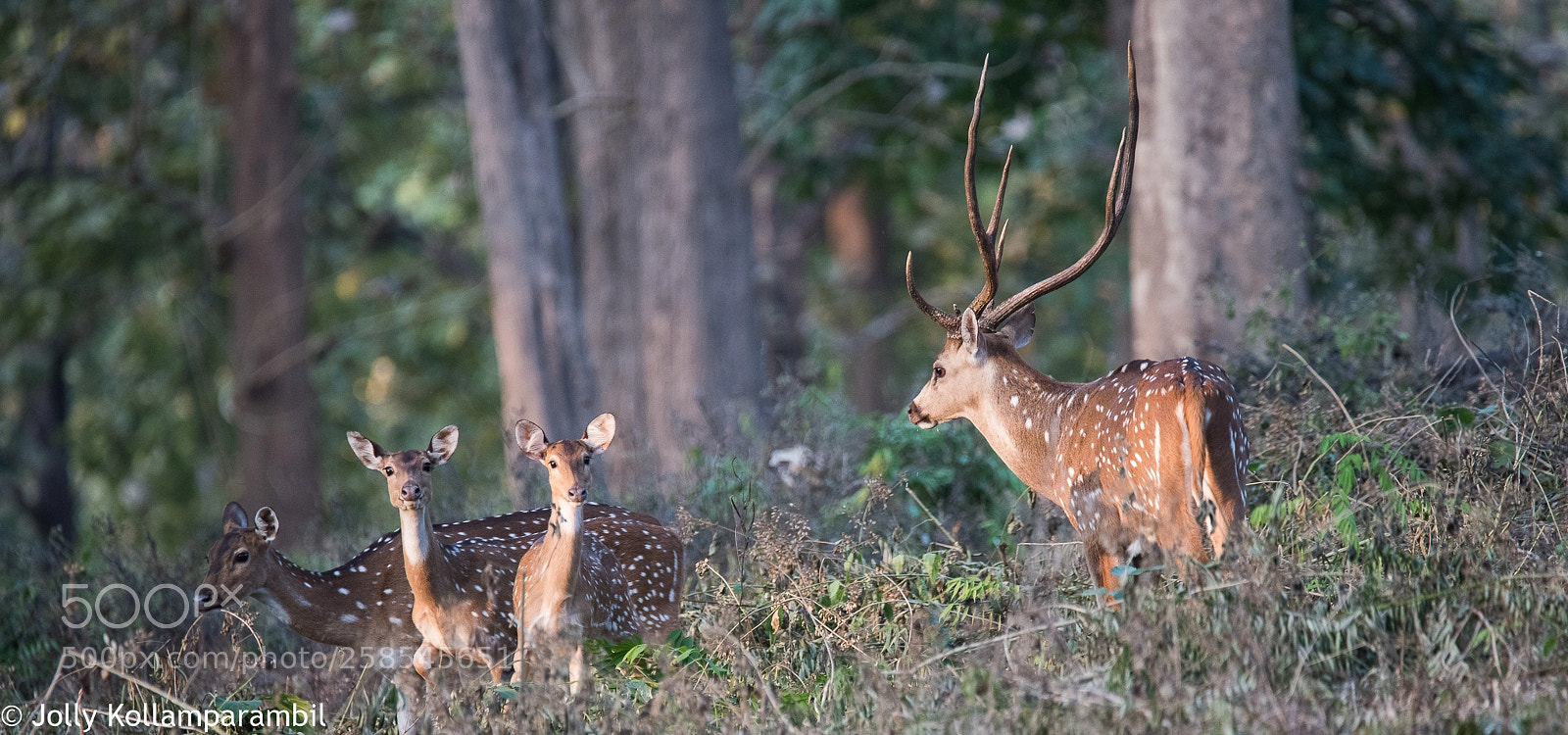 Nikon D810 sample photo. Rain deer. photography