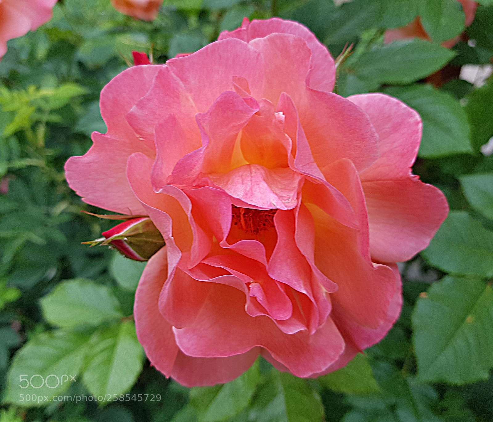 Samsung Galaxy S8 sample photo. Pink macro photography