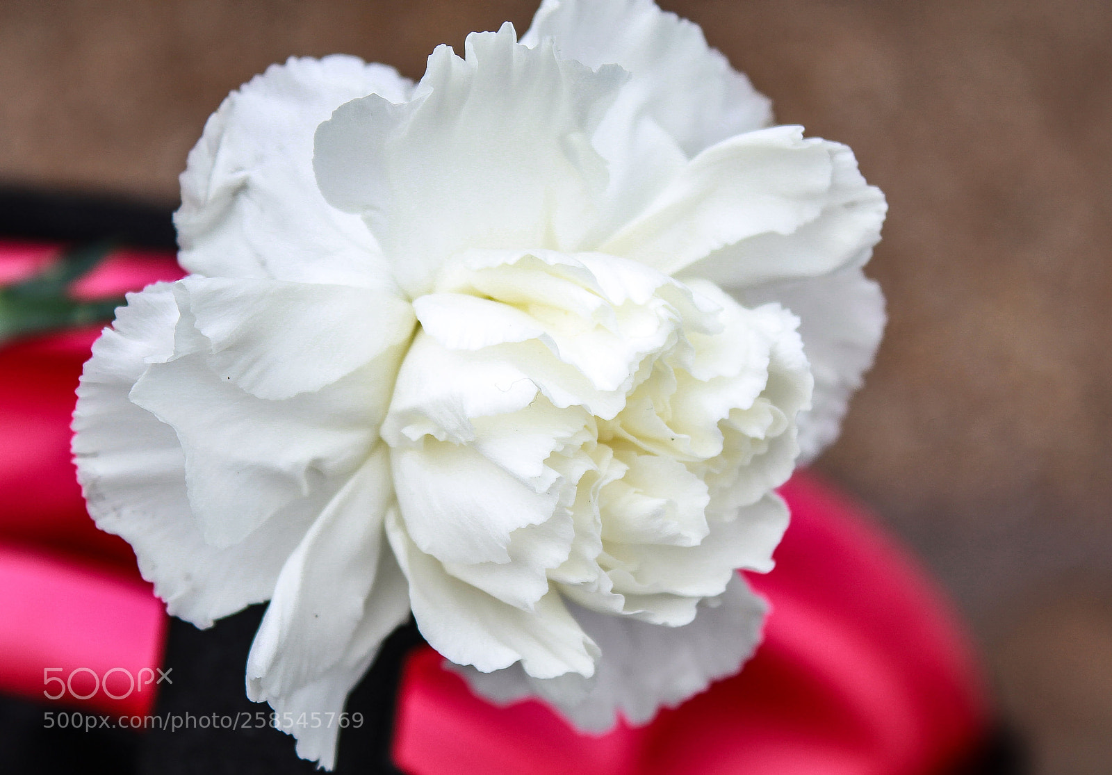 Canon EOS 1300D (EOS Rebel T6 / EOS Kiss X80) sample photo. White carnation photography