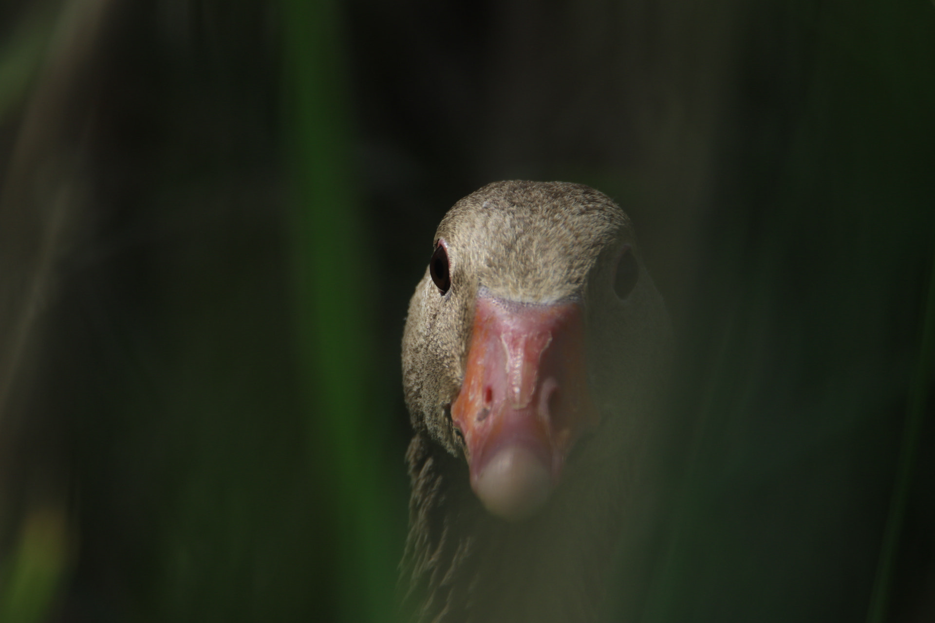 Tamron SP 150-600mm F5-6.3 Di VC USD sample photo. Anser anser. photography