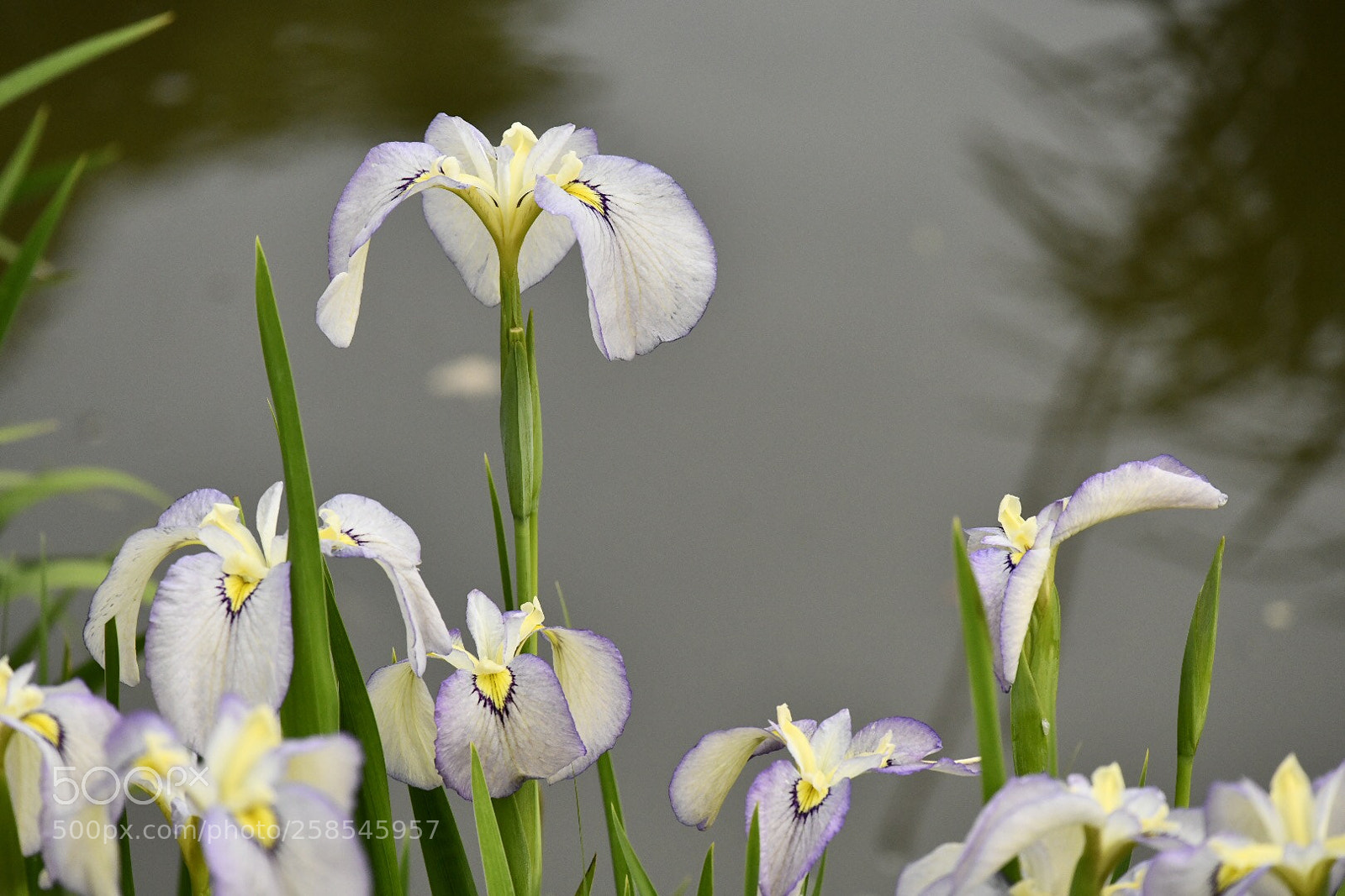 Nikon D850 sample photo. Untitled photography