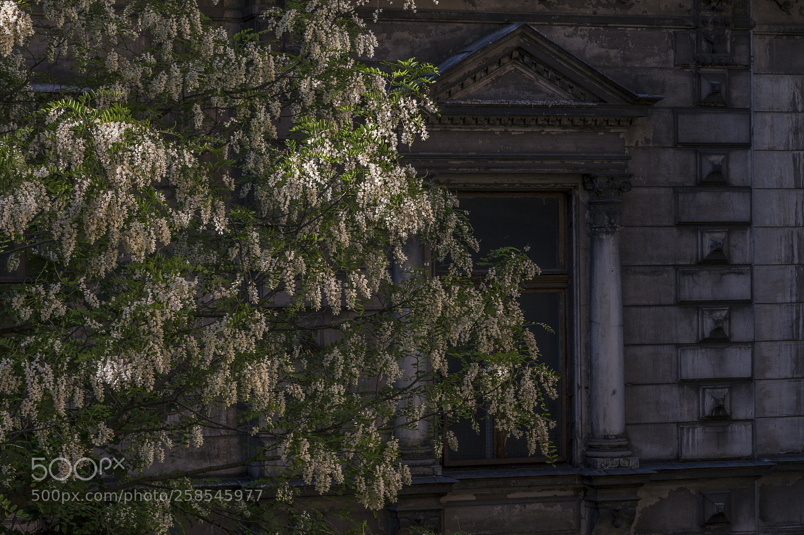 Canon EOS 40D sample photo. From my window (n+1) photography