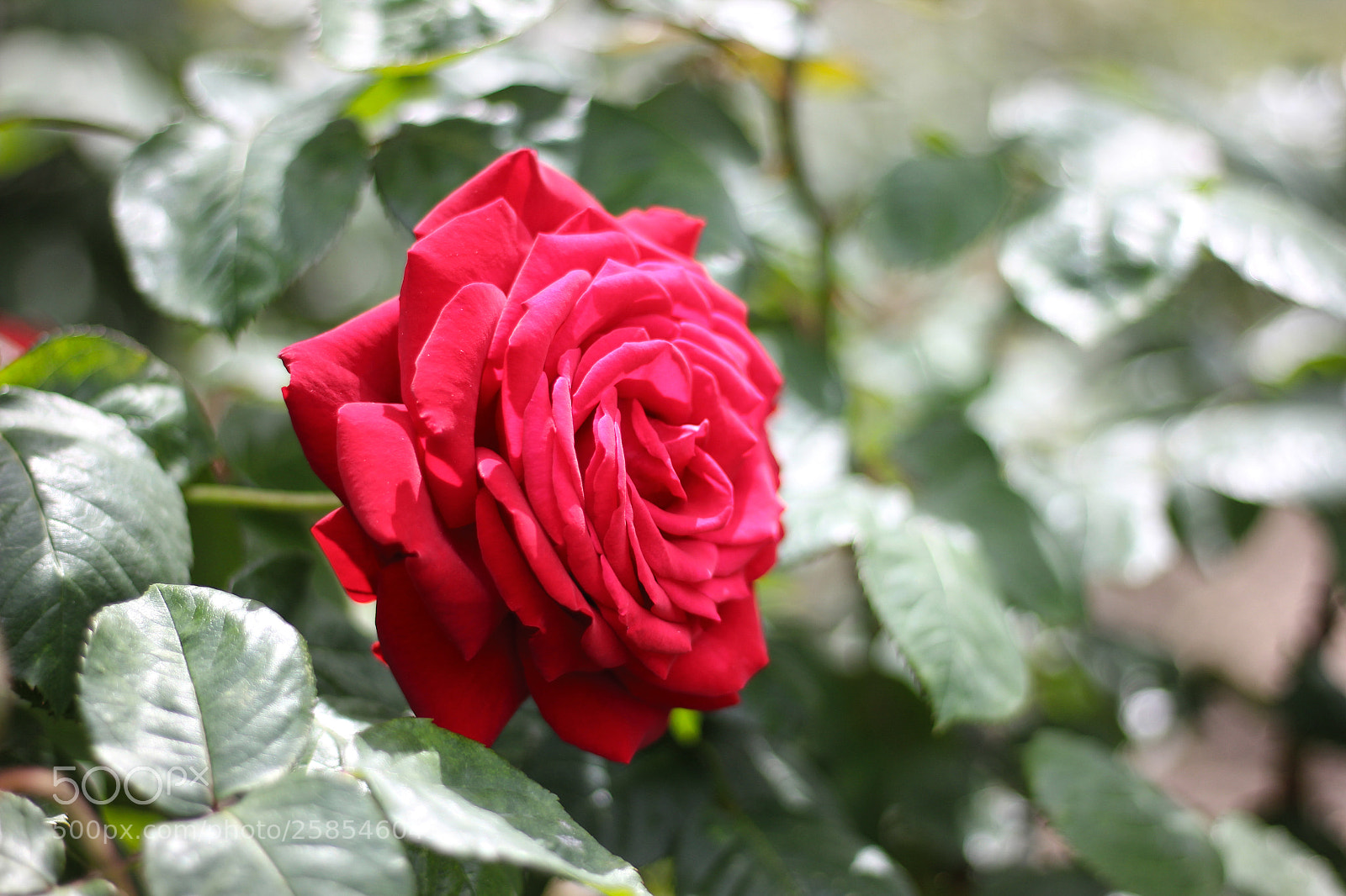 Canon EOS 600D (Rebel EOS T3i / EOS Kiss X5) sample photo. Rose photography