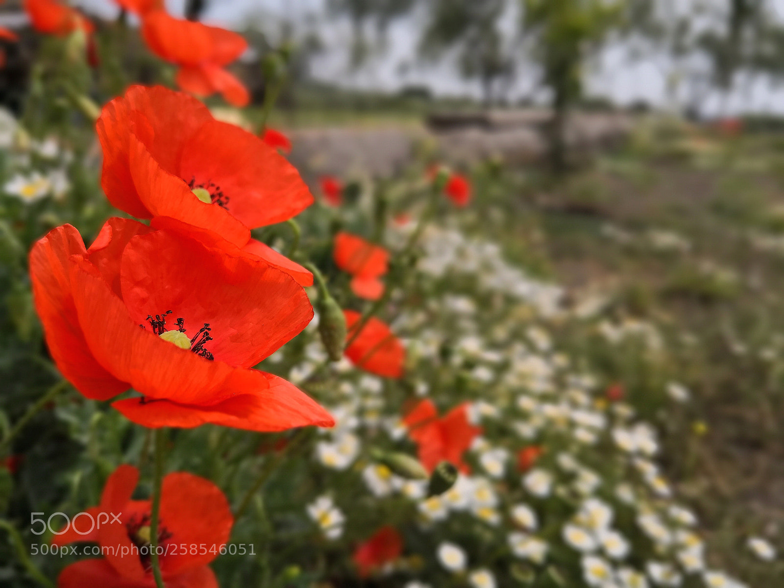 HUAWEI Mate 10 Pro sample photo. Untitled photography