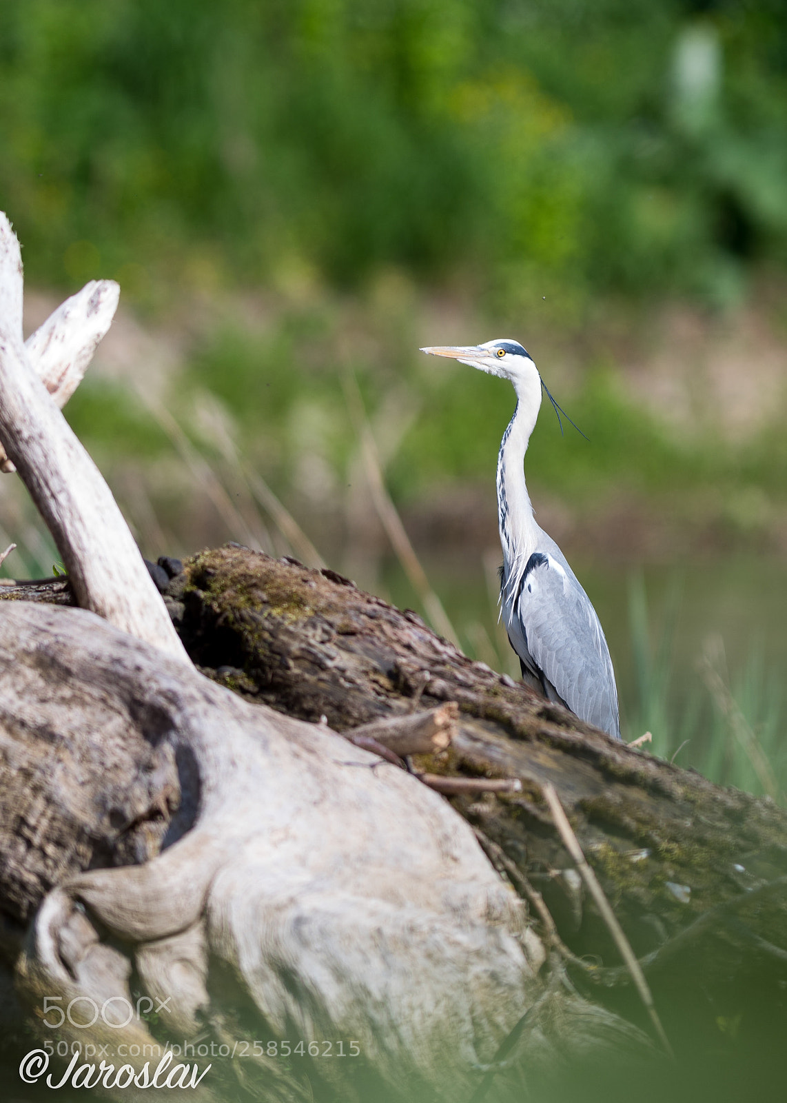 Nikon D500 sample photo. I see you !!! photography