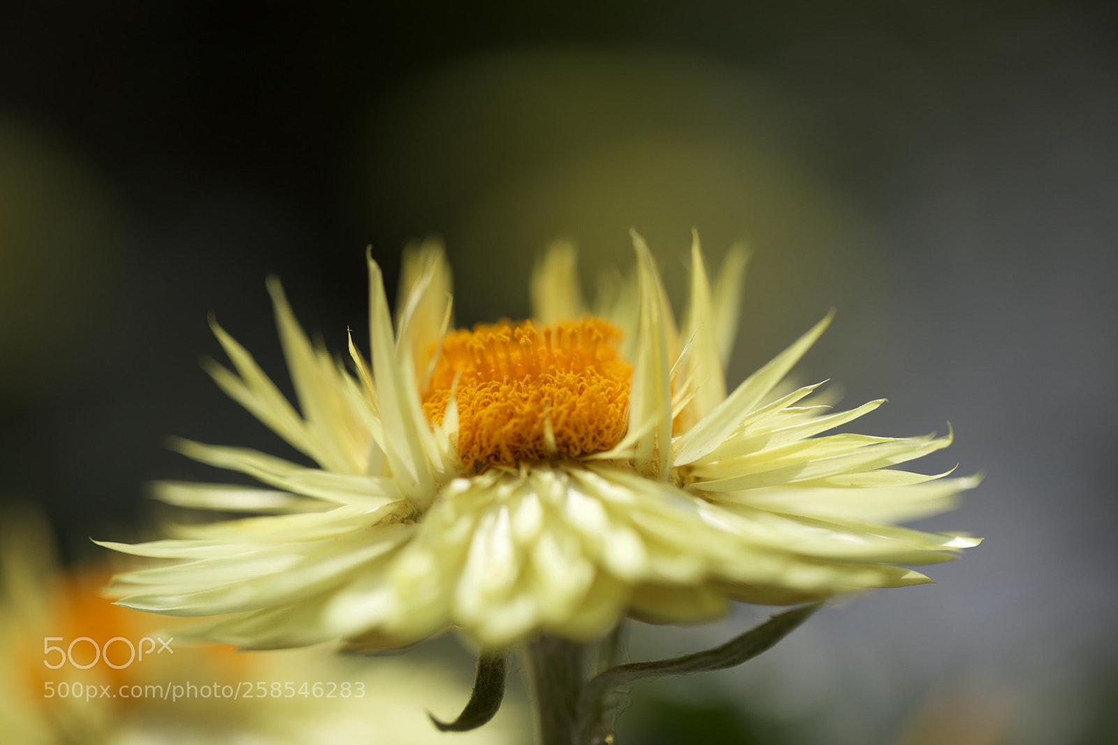 Canon EOS 5D Mark IV sample photo. Sunflower photography