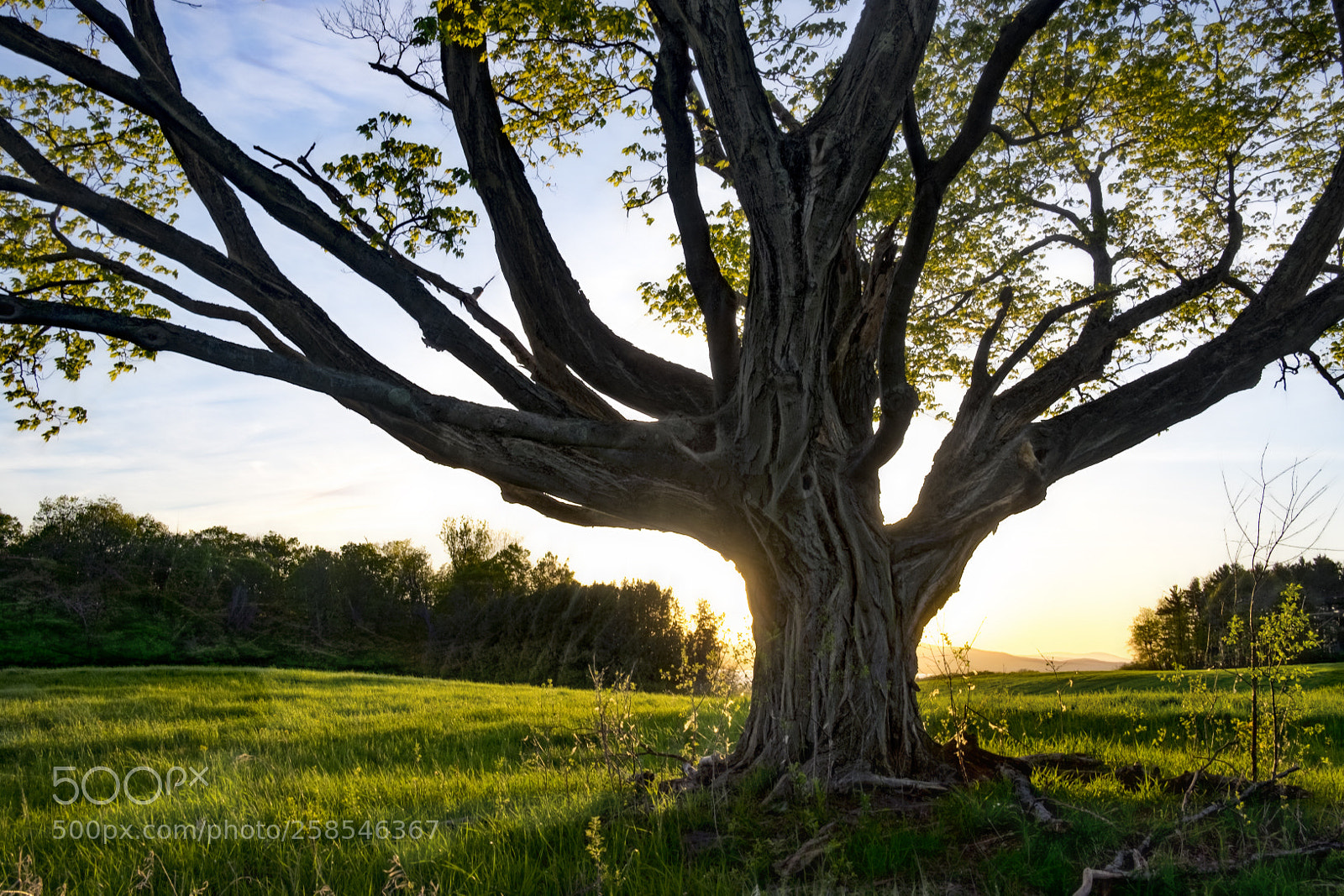 Fujifilm X-T1 sample photo. Grand trunk photography