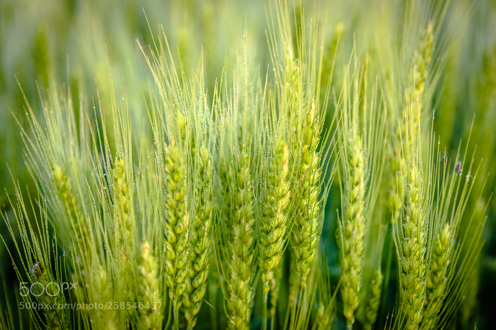 Nikon D7200 sample photo. Green & wheat photography