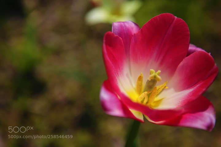 Canon EOS 6D sample photo. Img photography