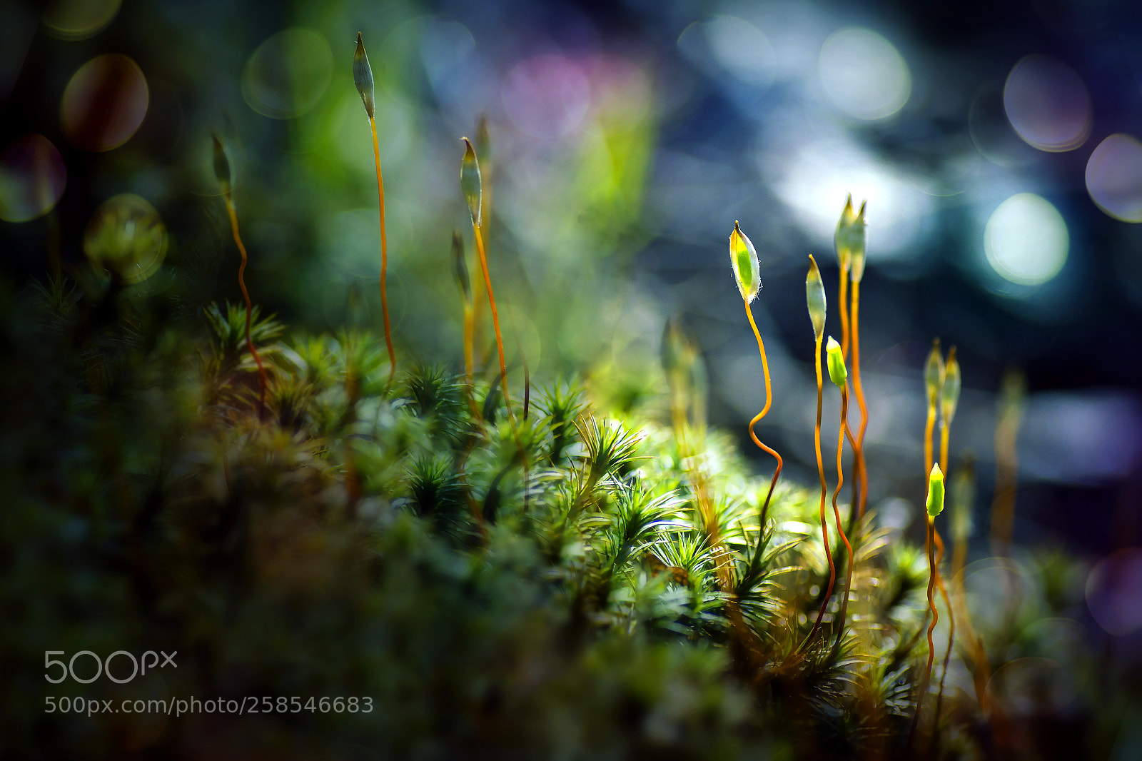 Canon EOS 6D sample photo. A moss photography