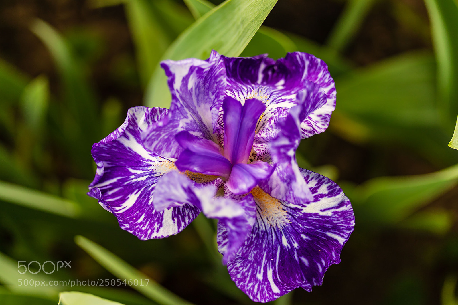 Canon EOS 7D Mark II sample photo. Once this blue iris photography