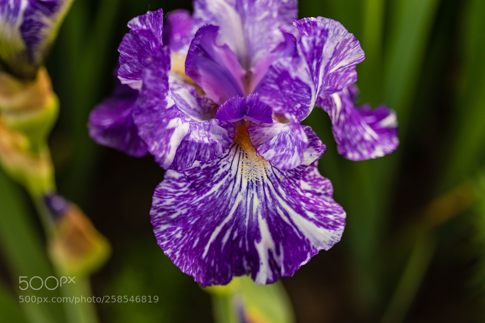 Canon EOS 7D Mark II sample photo. Once this blue iris photography
