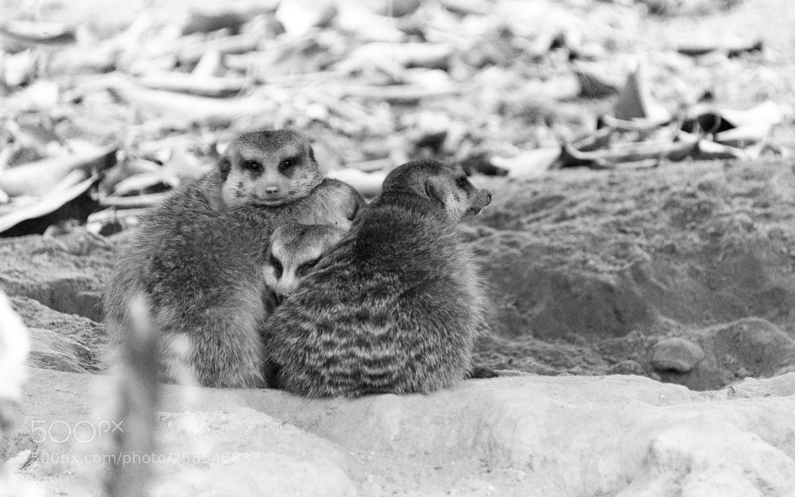 Nikon D810 sample photo. Untitled photography