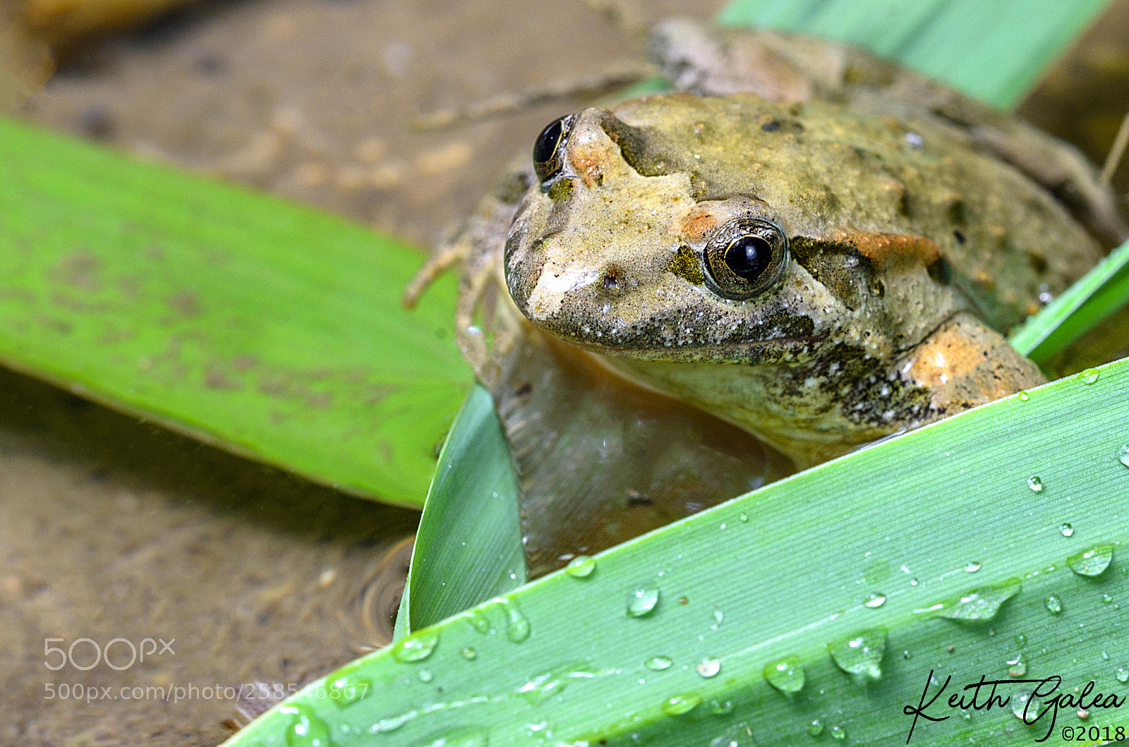 Nikon D7000 sample photo. The painted frog photography