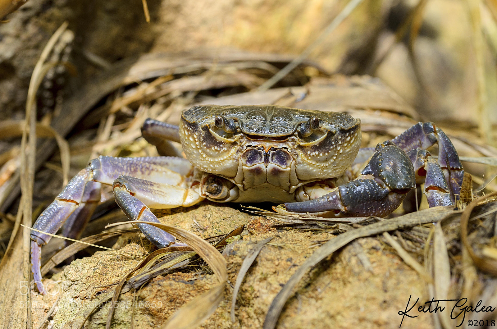 Nikon D7000 sample photo. Fresh water crab photography