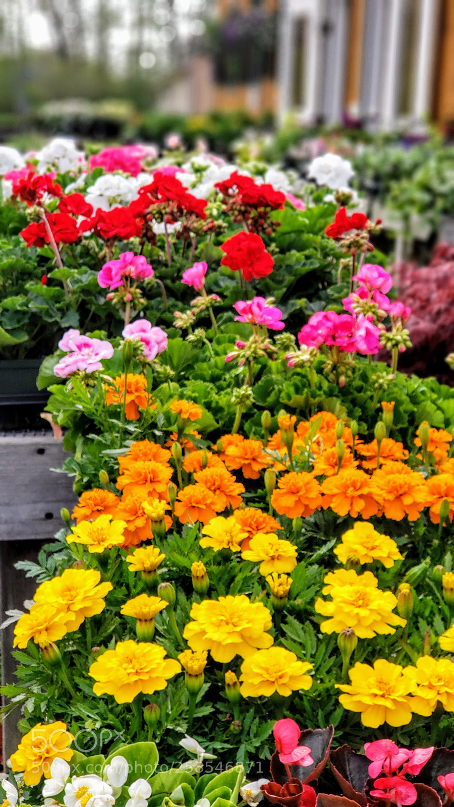 Samsung Galaxy S9+ sample photo. Untitled photography