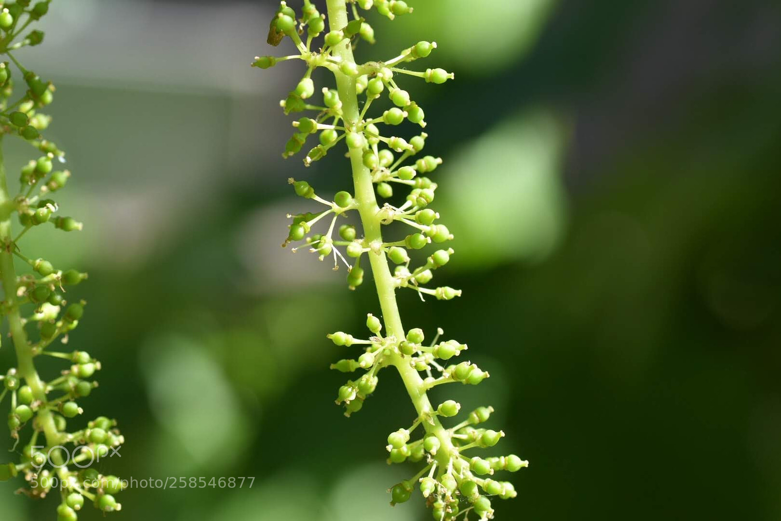 Nikon D7200 sample photo. Grapes photography