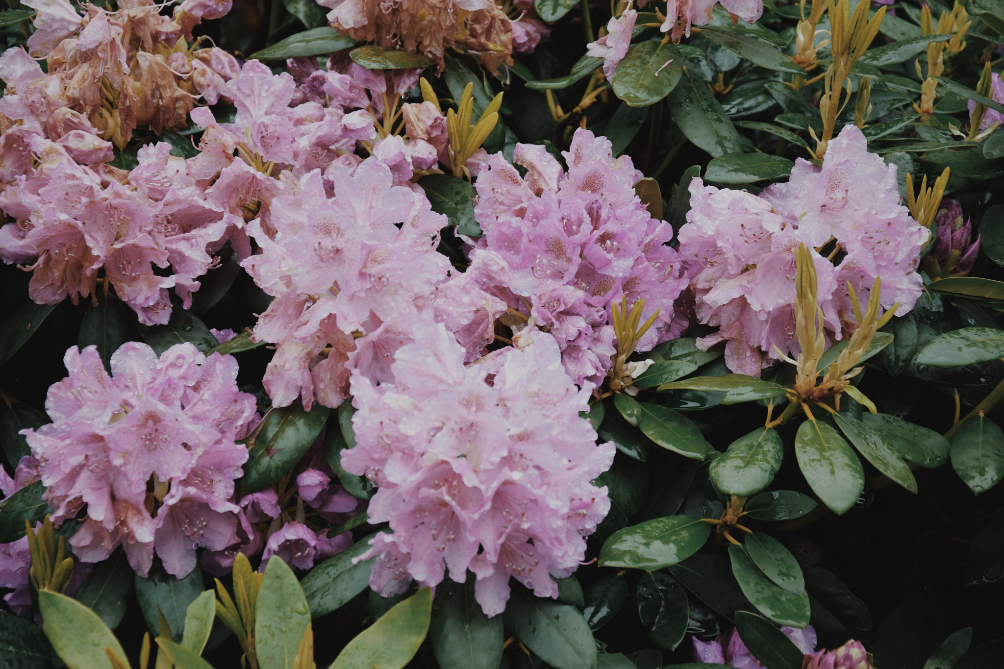 Nikon D5300 sample photo