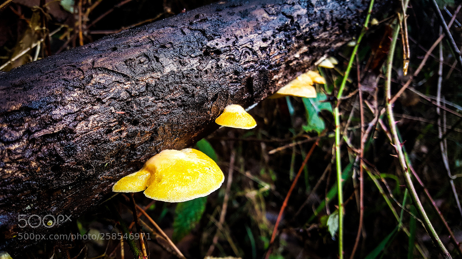 Samsung GALAXY S6 edge sample photo. Shrooms!! photography