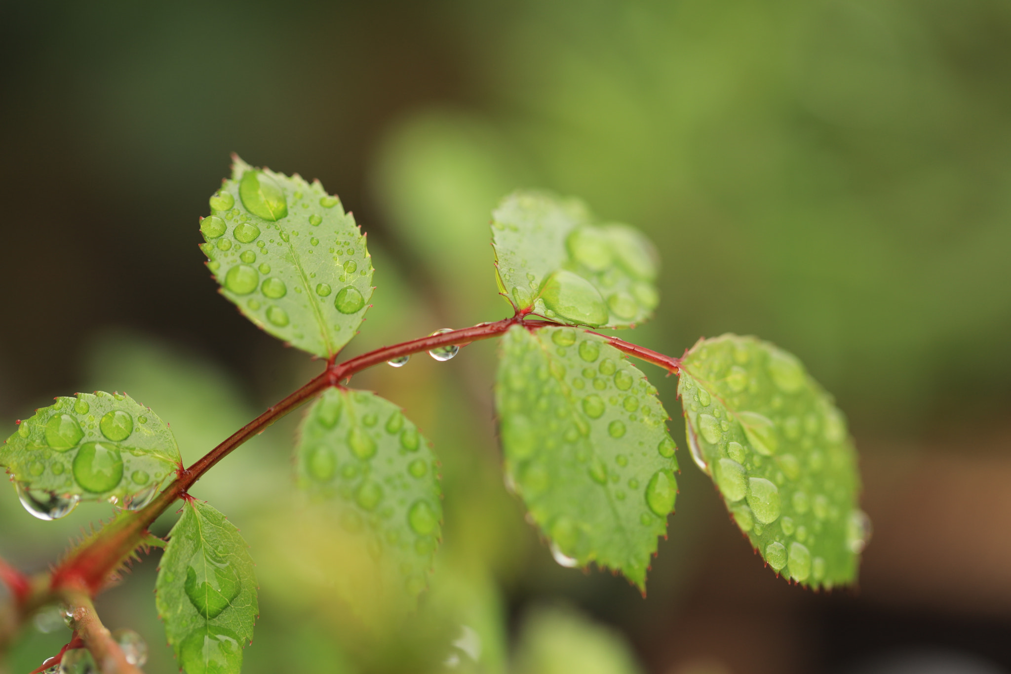 Canon EF 100mm F2.8L Macro IS USM sample photo. Leaves photography