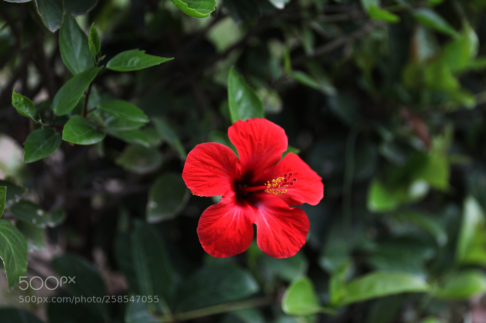 Canon EOS 5D Mark IV sample photo. Red hibiscus photography