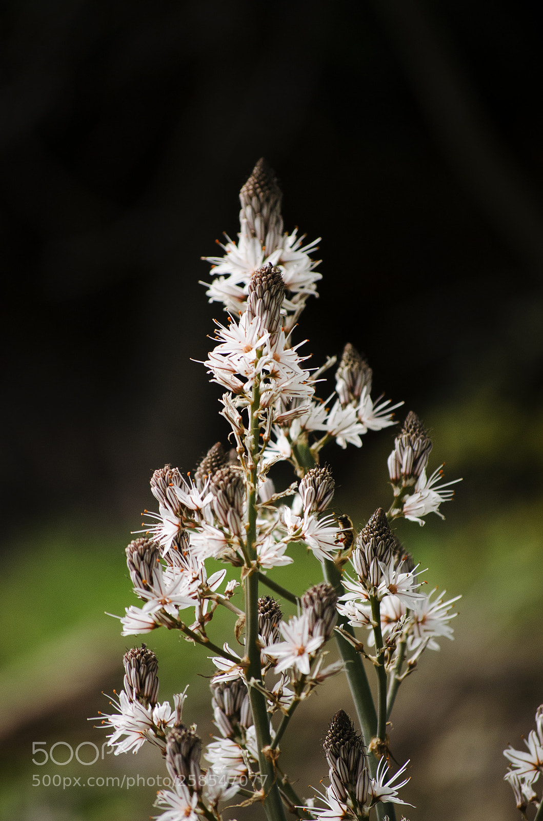 Nikon D5100 sample photo. Wild blossoms ??? photography