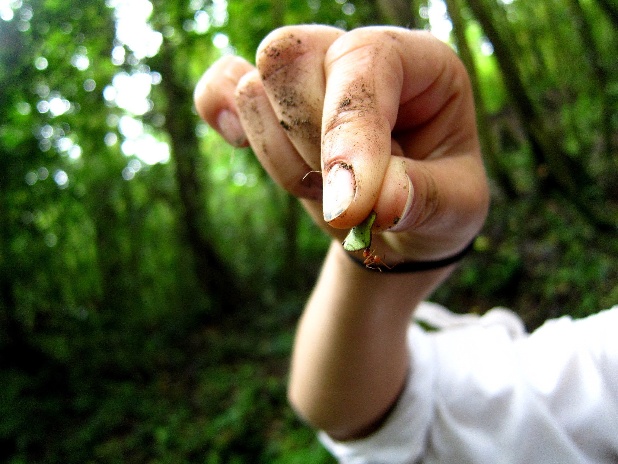 Canon PowerShot S90 sample photo. Leaf cutter ants! photography