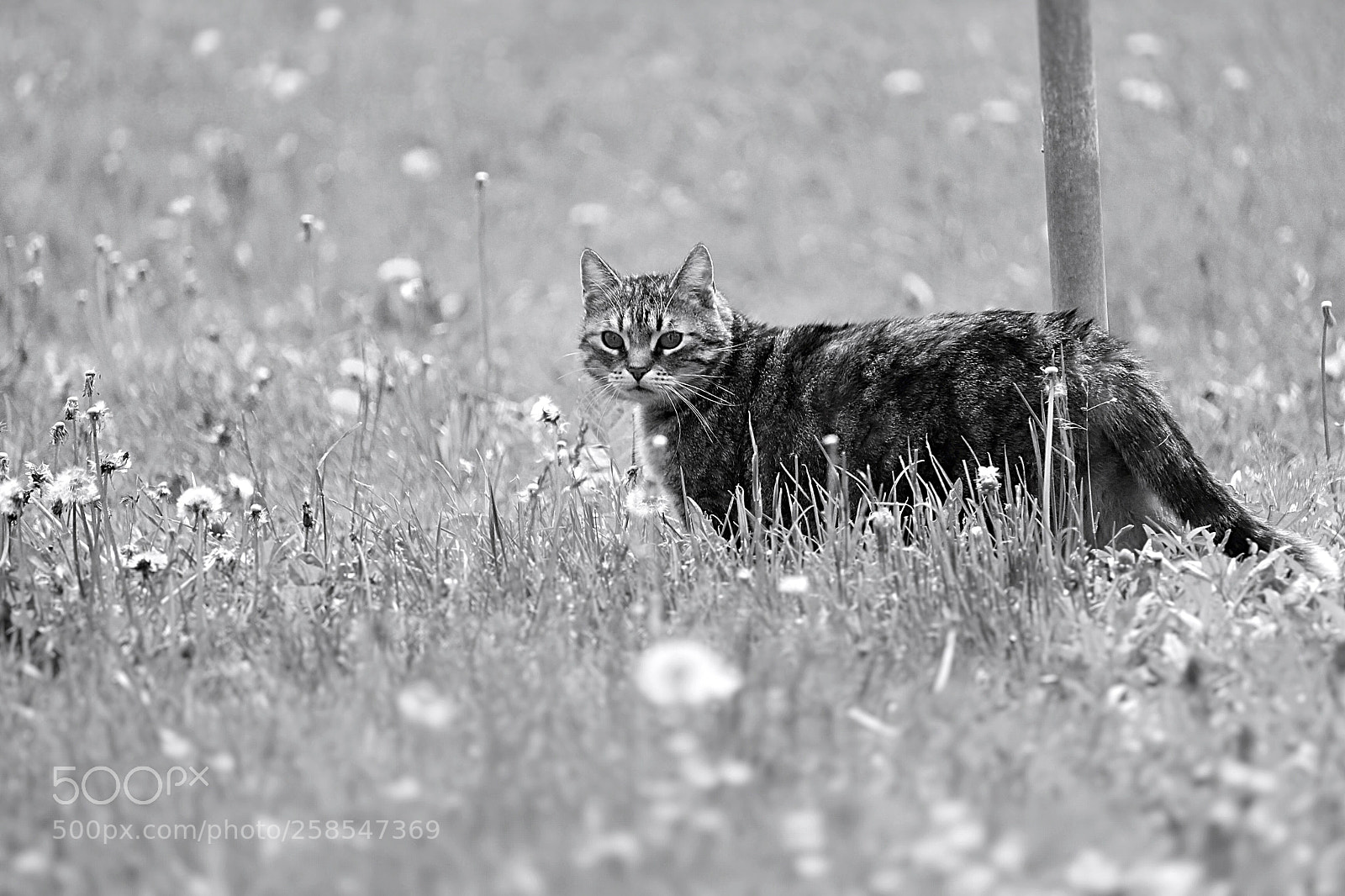 Canon EOS 1300D (EOS Rebel T6 / EOS Kiss X80) sample photo. Cat walk  photography