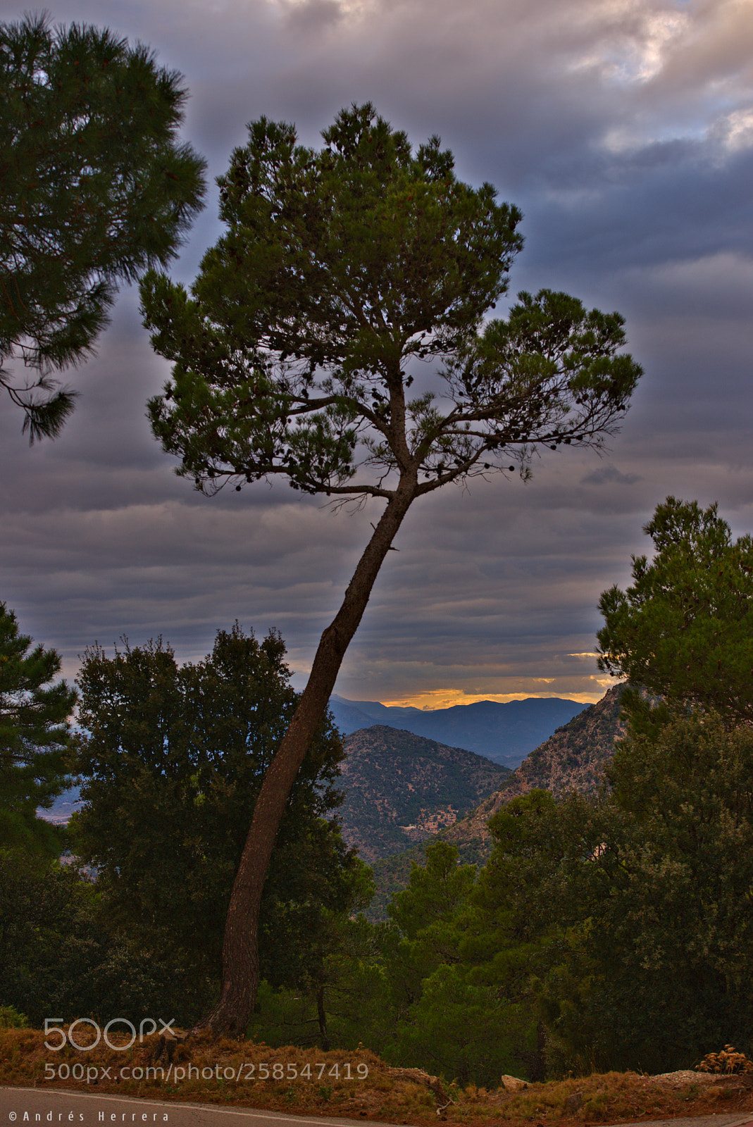 Nikon D610 sample photo. Pine trees at sunset photography