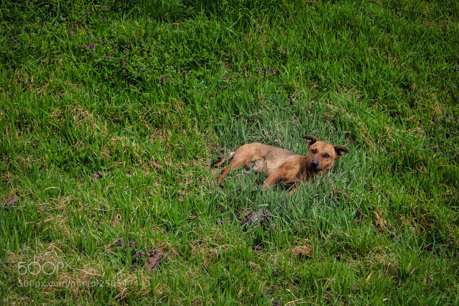 Canon EOS 750D (EOS Rebel T6i / EOS Kiss X8i) sample photo. Relax photography