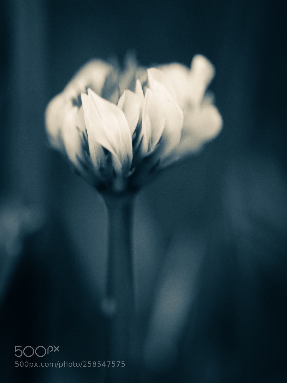 Panasonic Lumix DMC-GX7 sample photo. Wildflower photography