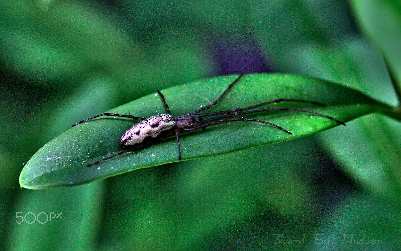 Sigma 105mm F2.8 EX DG OS HSM sample photo. Summer shadows photography