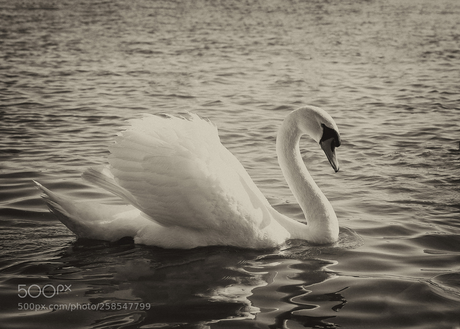 Canon EOS 6D sample photo. A touch of white photography