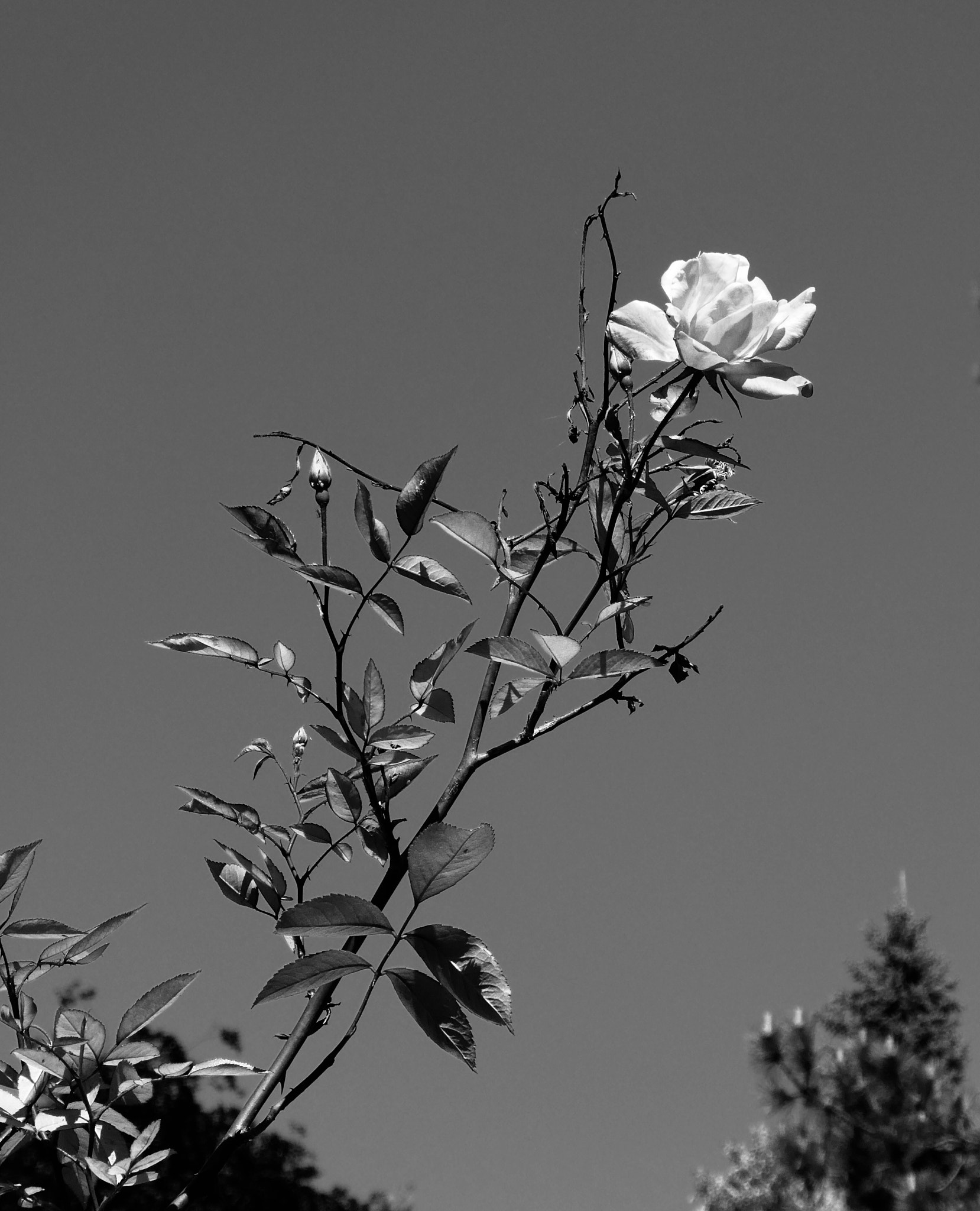 Panasonic DC-TZ91 sample photo. Mai 18 photography