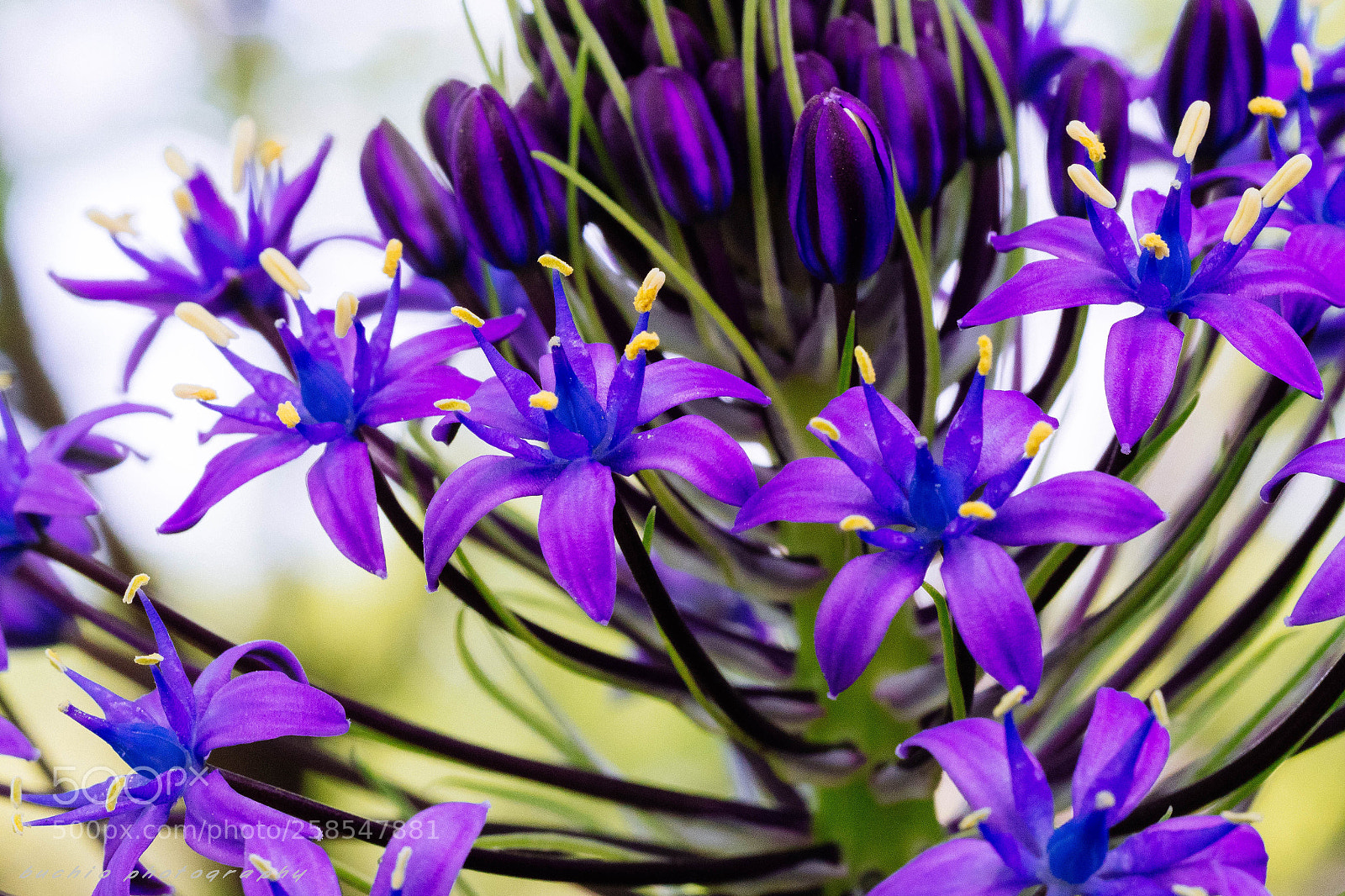 Olympus OM-D E-M1 Mark II sample photo. Scilla photography