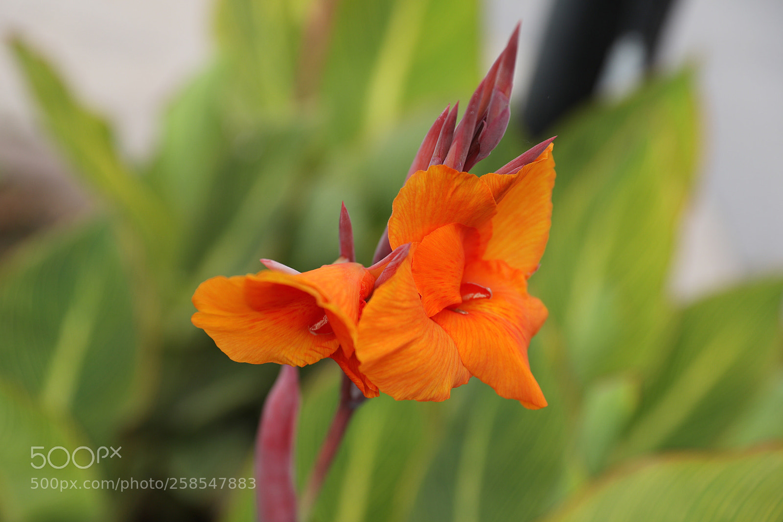 Canon EOS 5D Mark IV sample photo. Tropical garden photography