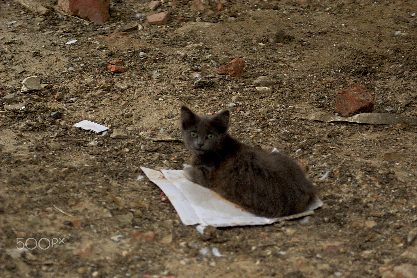 Pentax K100D sample photo. Lonely kitty photography