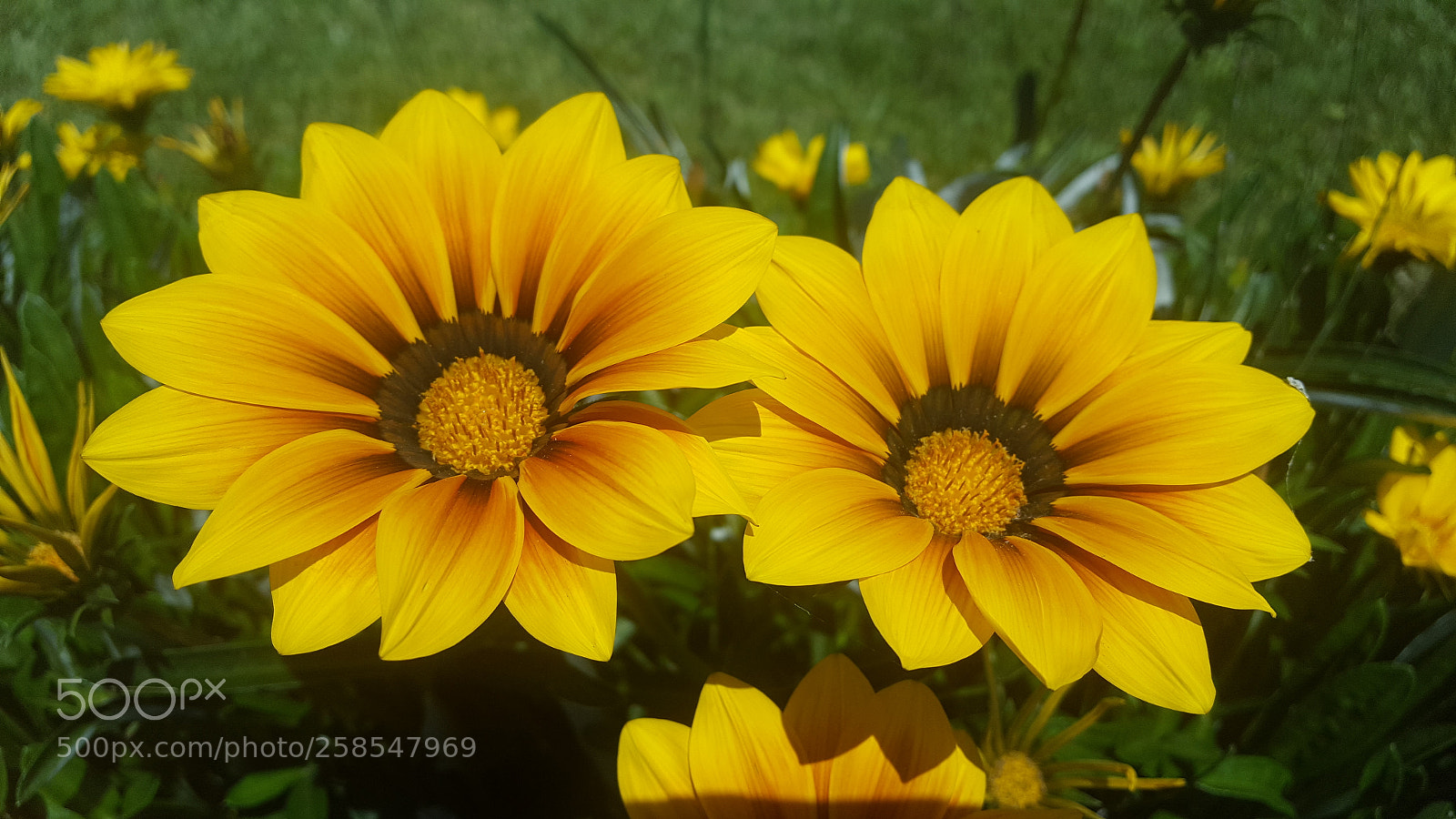 Samsung GALAXY S6 edge sample photo. Flower at sea photography