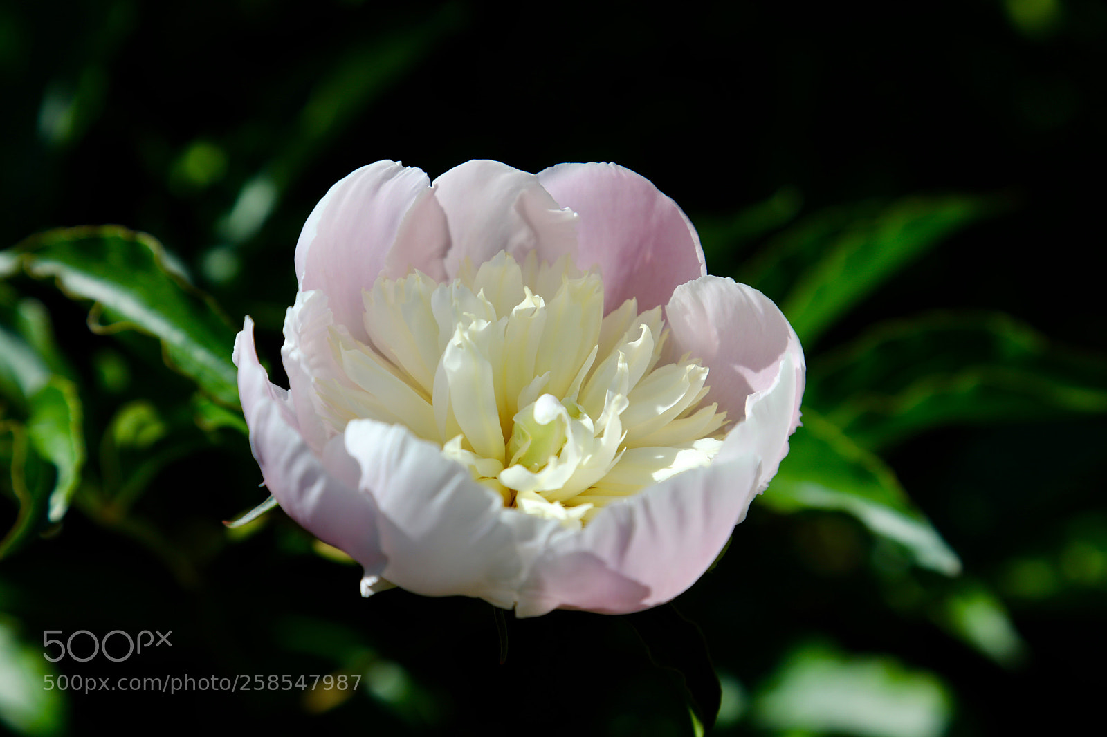 Canon EOS 5D Mark IV sample photo. Untitled photography